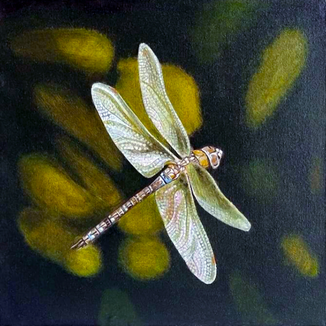 Libelula: imagen 1
